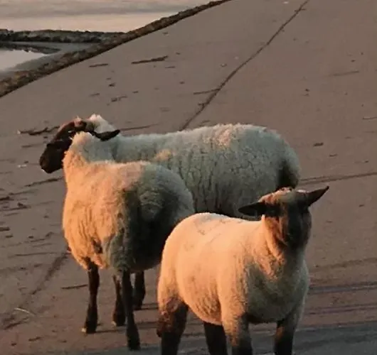 Captain's * Norddeich (Norden)